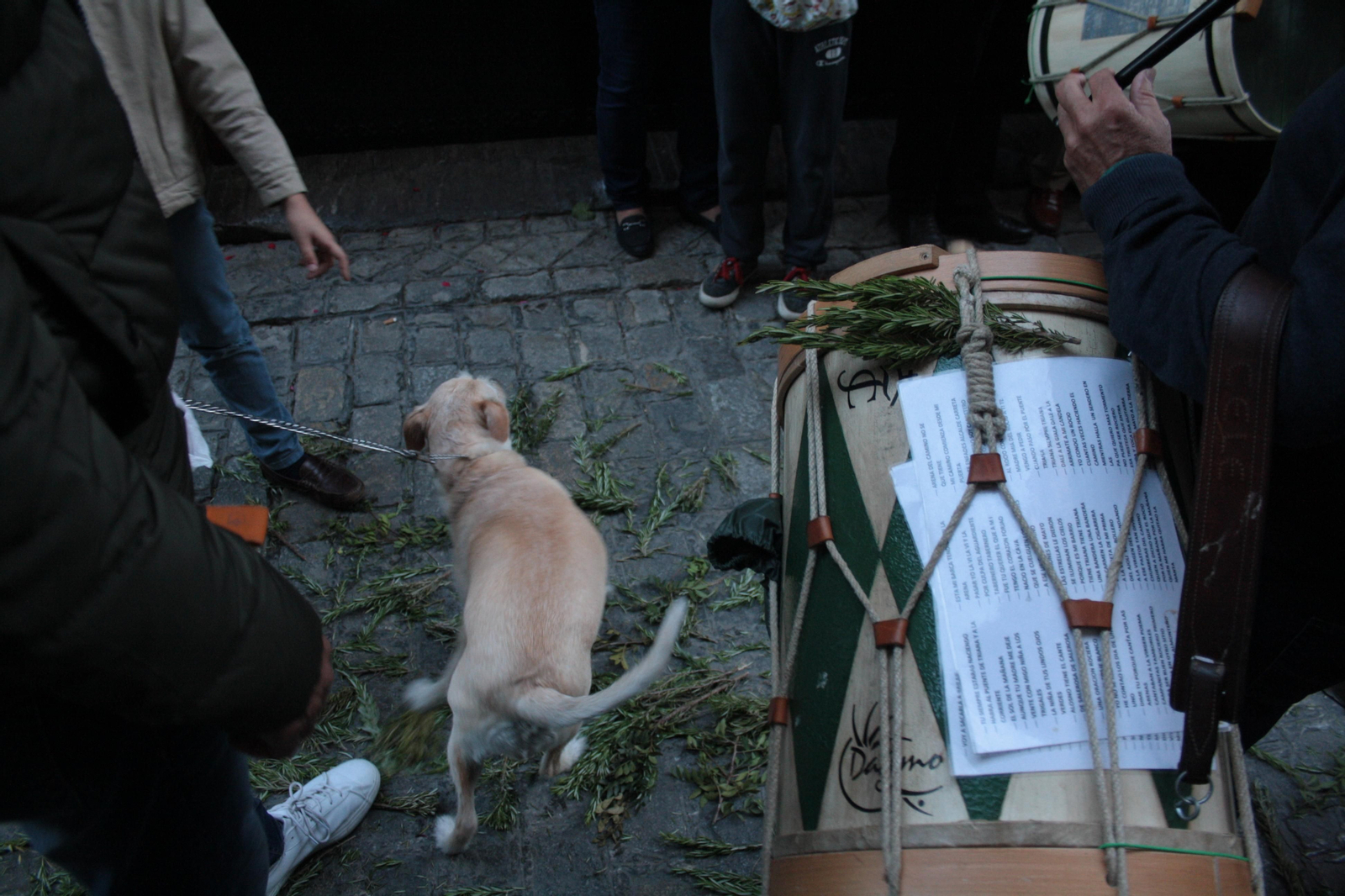 Traslado del Simpecado de la Hermandad del Rocío de Triana, en imágenes