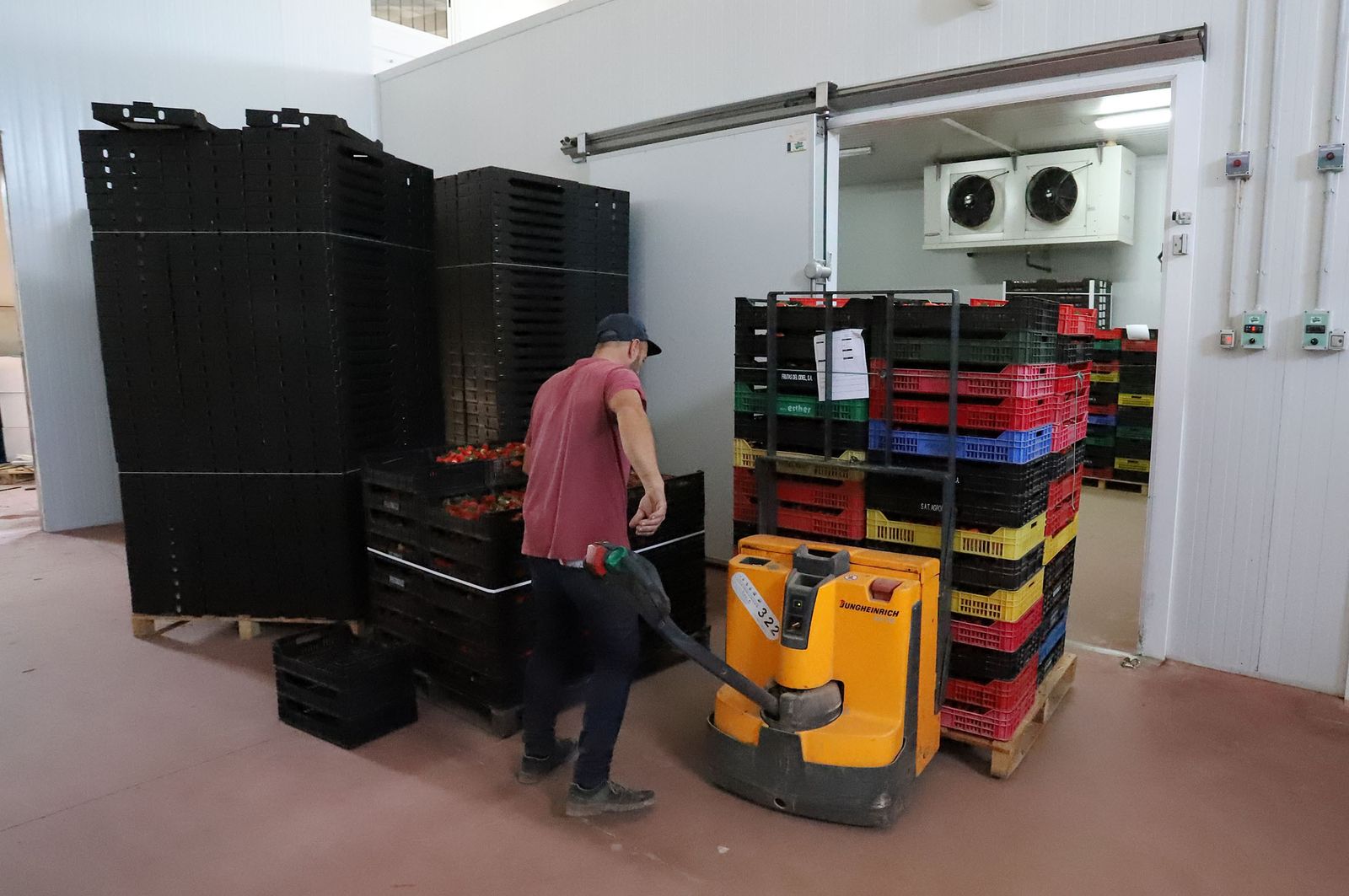 Recogida de fresas en un campo onubense.