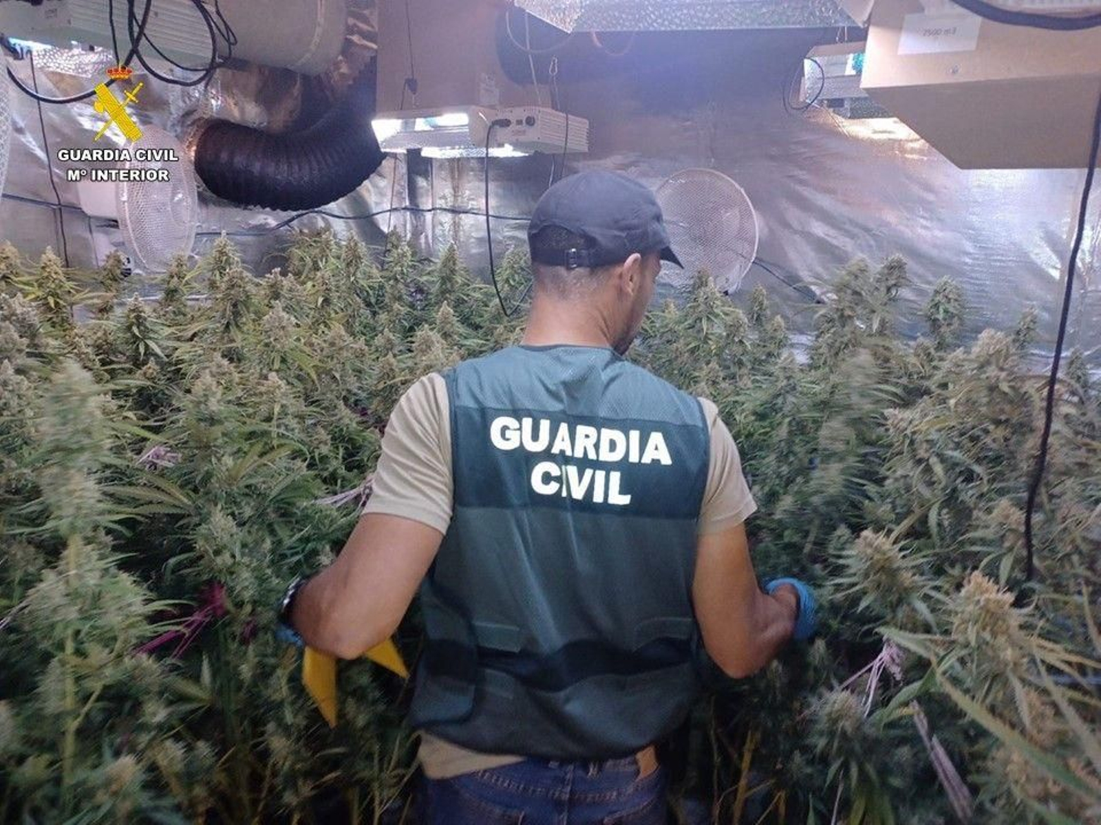 La Guardia Civil, en una plantación
