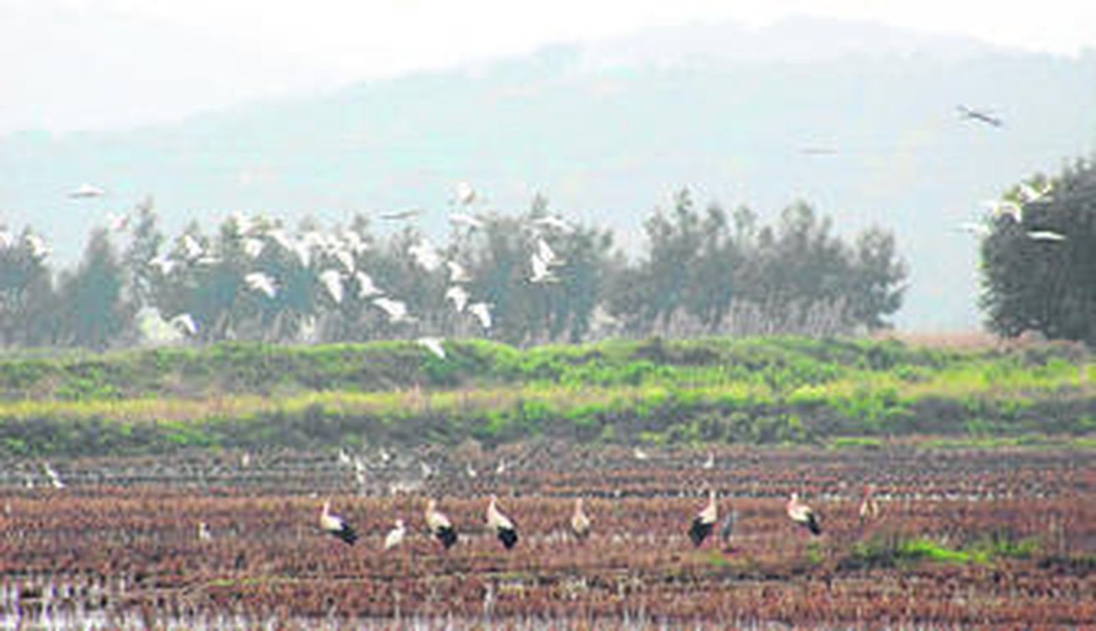 Una focha común en la Laguna de Medina, en una imagen tomada anteayer.