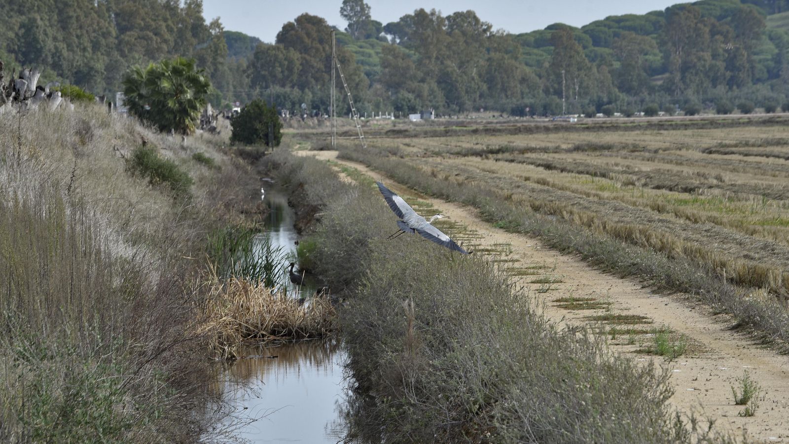 Un ave, que transmiten el virus a los mosquitos que les pican, en un canal junto a la carretera Puebla del Río-Venta El Cruce.