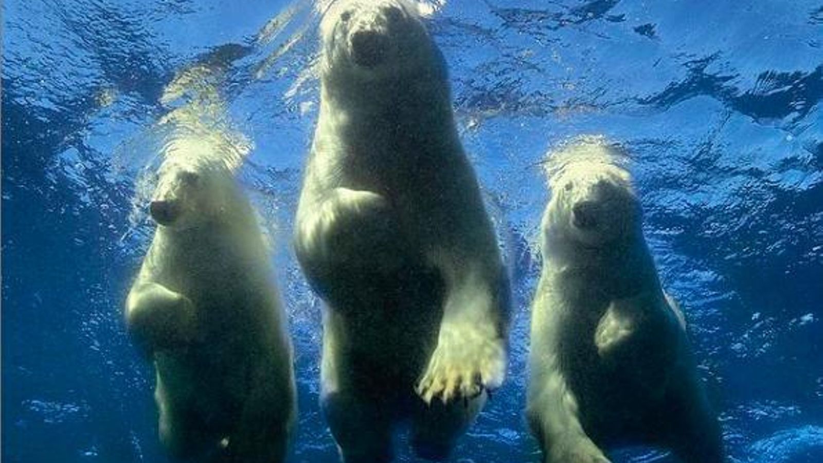 Oso polar Oso polar