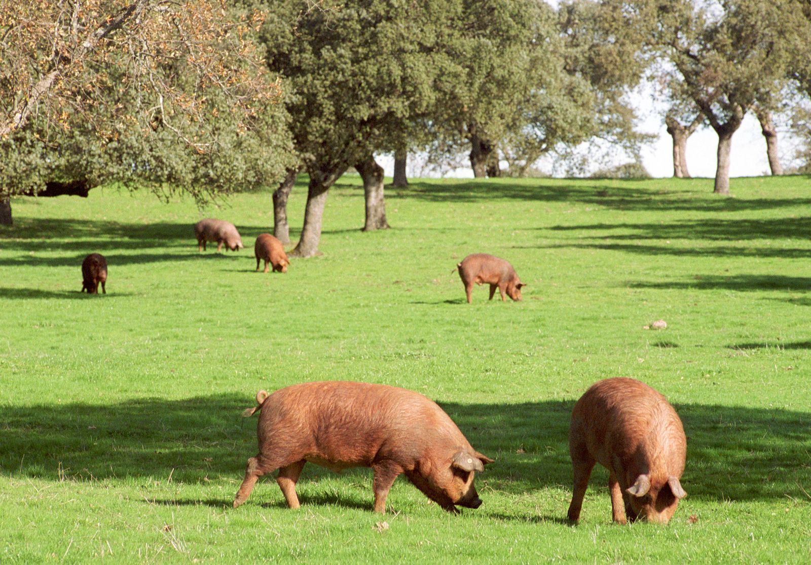Imagen de archivo de una explotación porcina de dehesa en Los Pedroches.