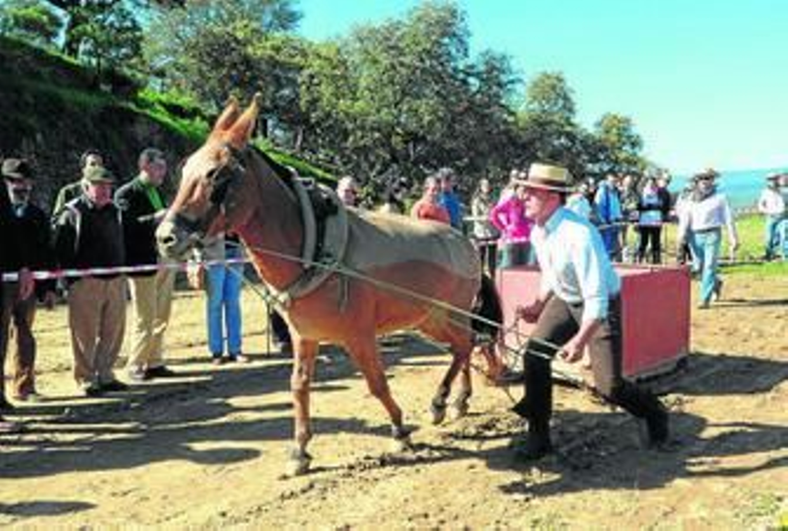 Prueba de arrastre de mulos en una edición anterior de la feria.