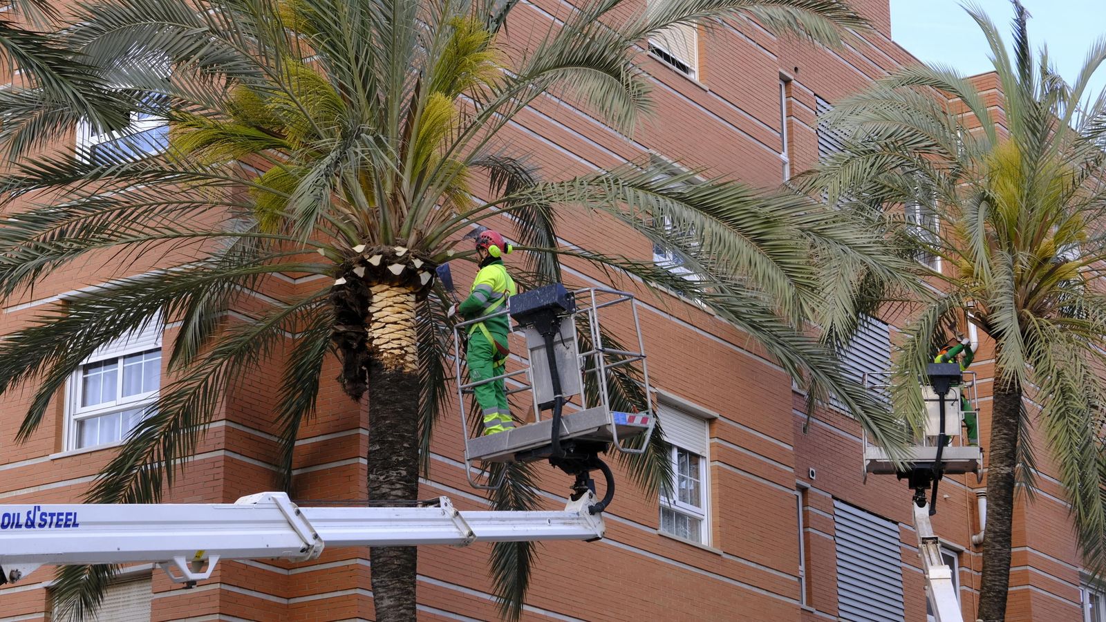 El chequeo está siendo aprovechado para podar