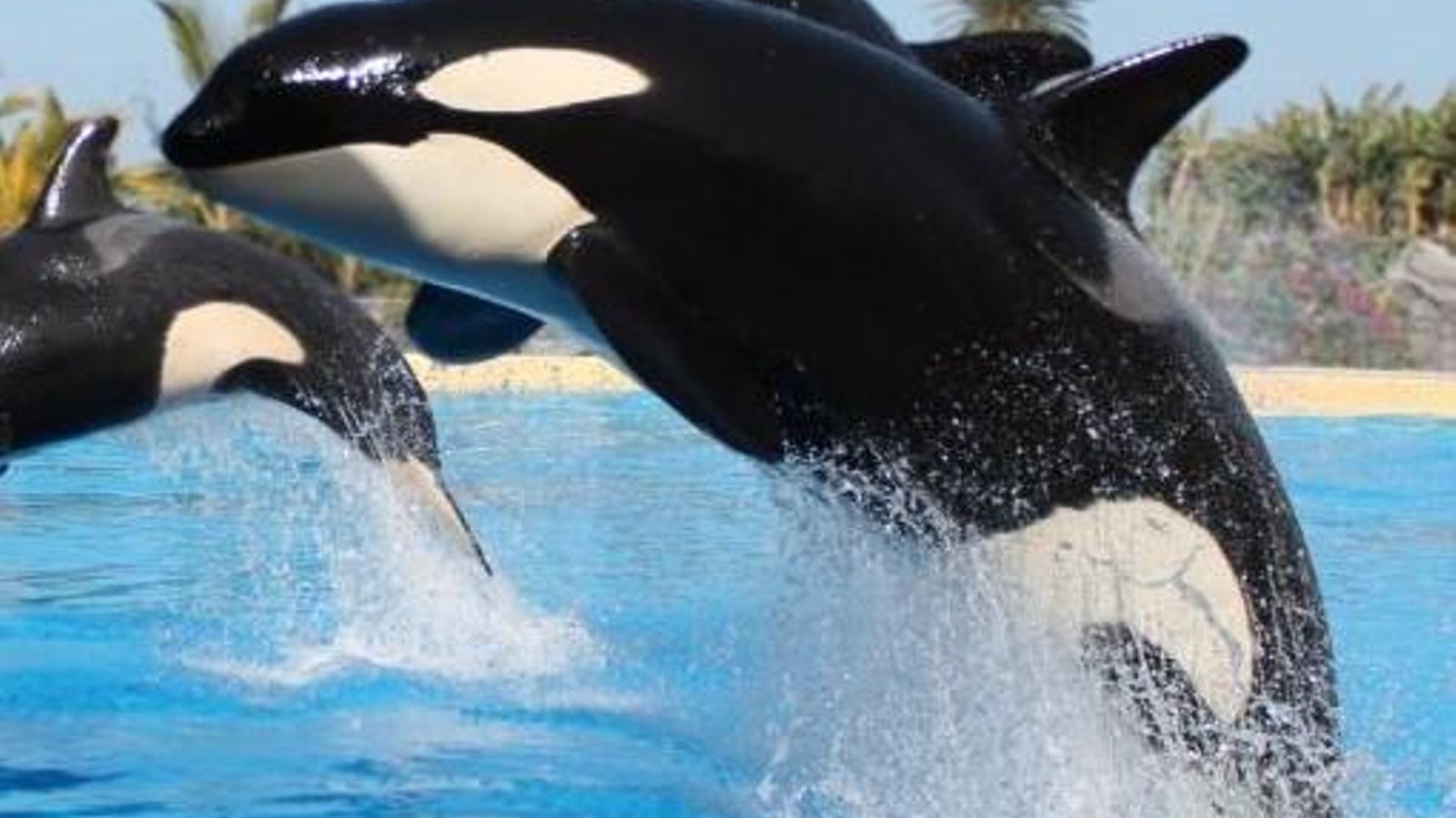 Kohana en Loro Parque