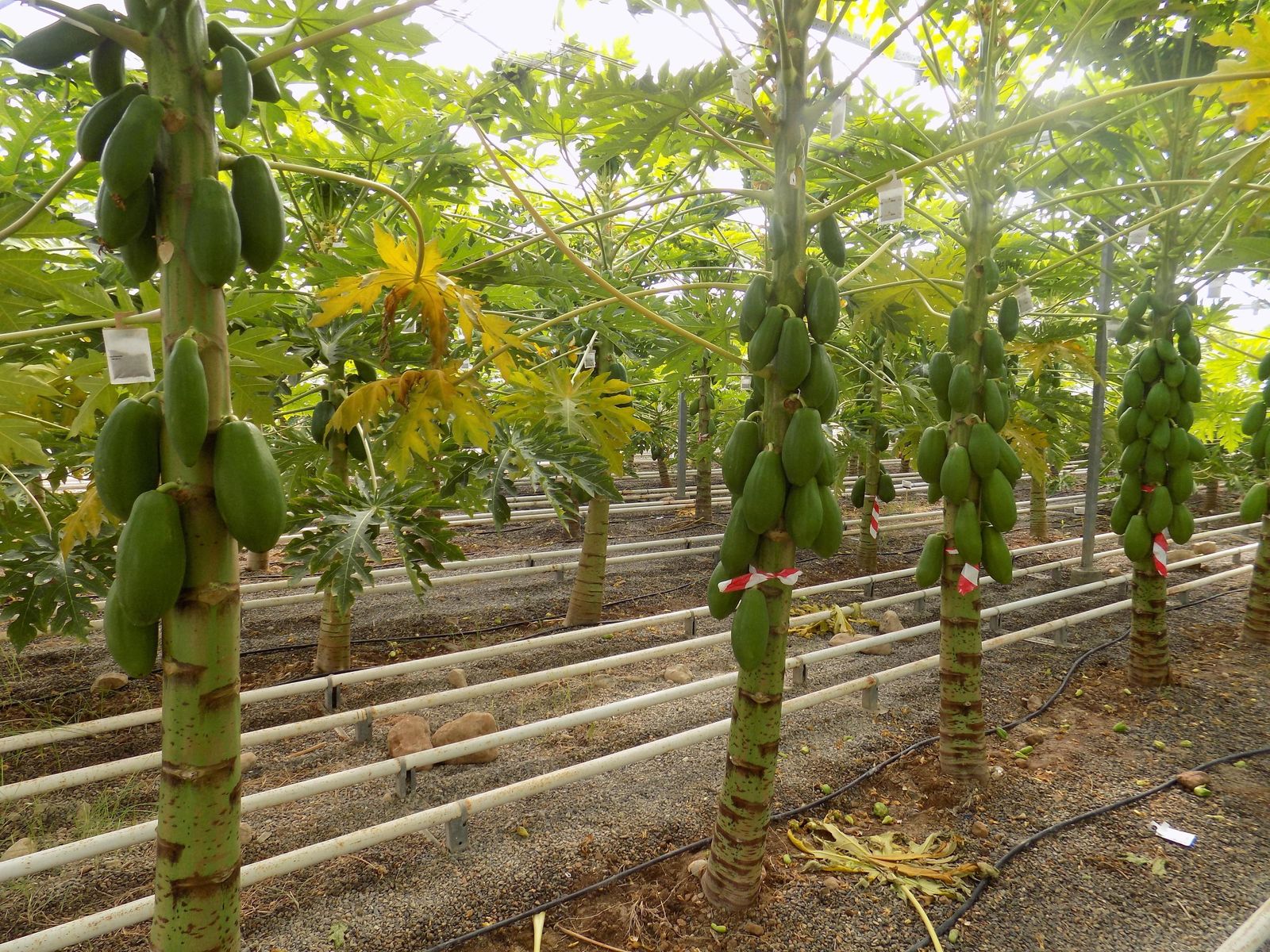 El equipo de investigación de la Estación Experimental Cajamar comenzó sus ensayos con papaya en invernadero en julio de 2014.