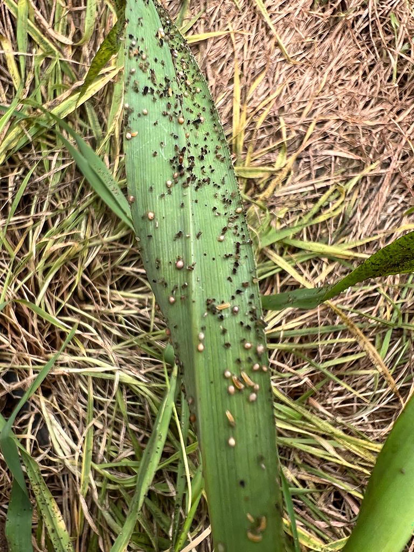 Banker cereal con momias de aphidius y larvas de aphidoletes.