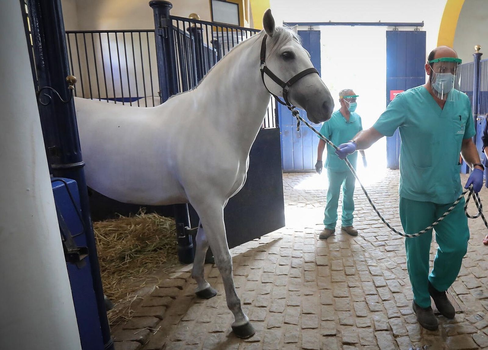 Veterinarios trasladan a un caballo para su vacunación.