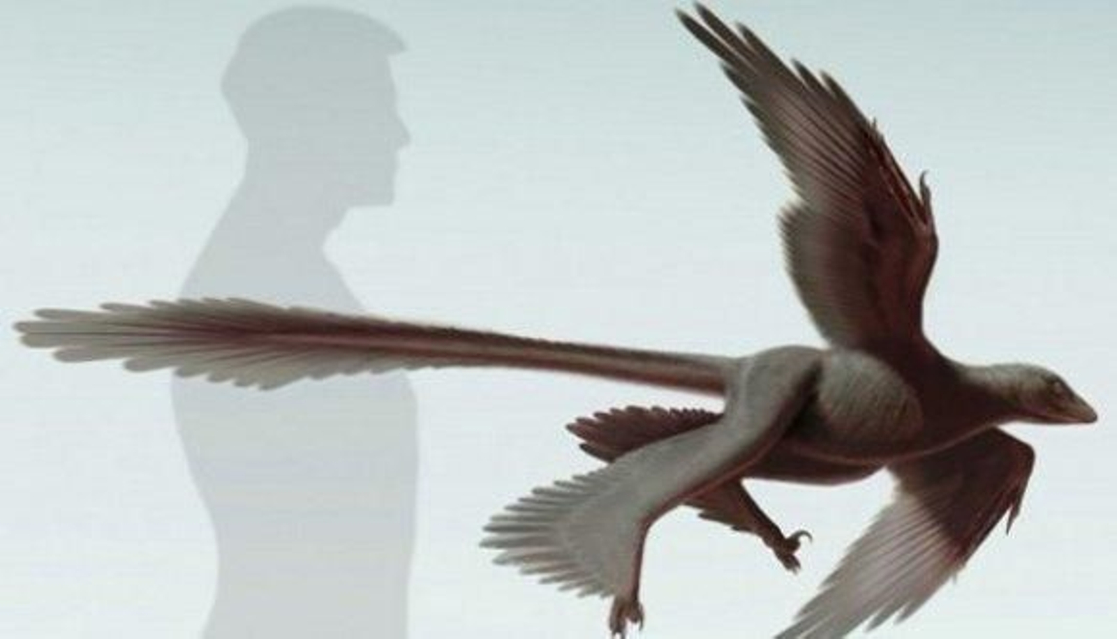 Descubierto un nuevo tipo de dinosaurio, el 'cuatro alas'