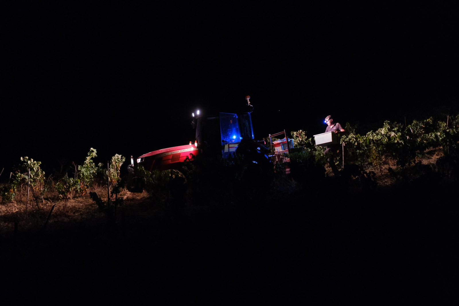 Vendimia en la Serranía de Ronda
