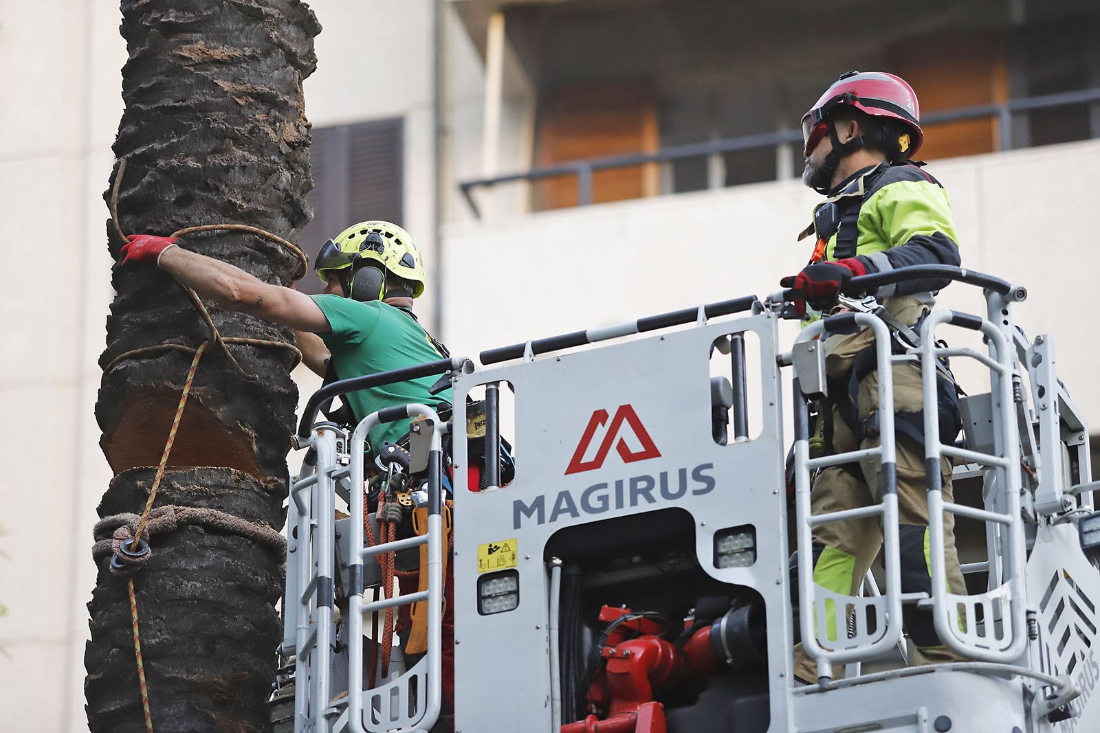 Imágenes de la tala de la emblemática Palmera de Huelva