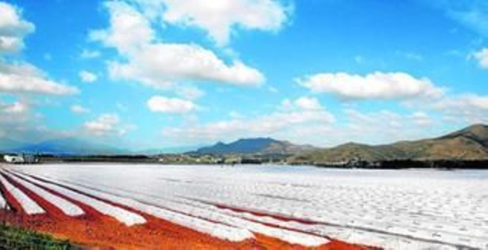 Mientras el barril de Brent se devaluó un 61%, los plásticos agrícolas, cuya materia prima es el petróleo, no sólo no han bajado sino que su precio ha repuntado.