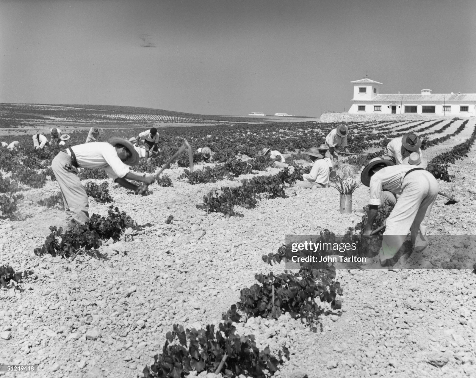 Vendimia de 1966, por John Tarlton.