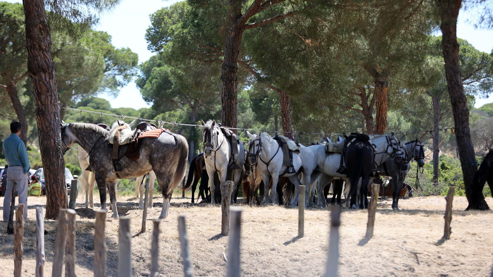 Jueves de camino de la Hdad de Jerez por el Coto Doñana