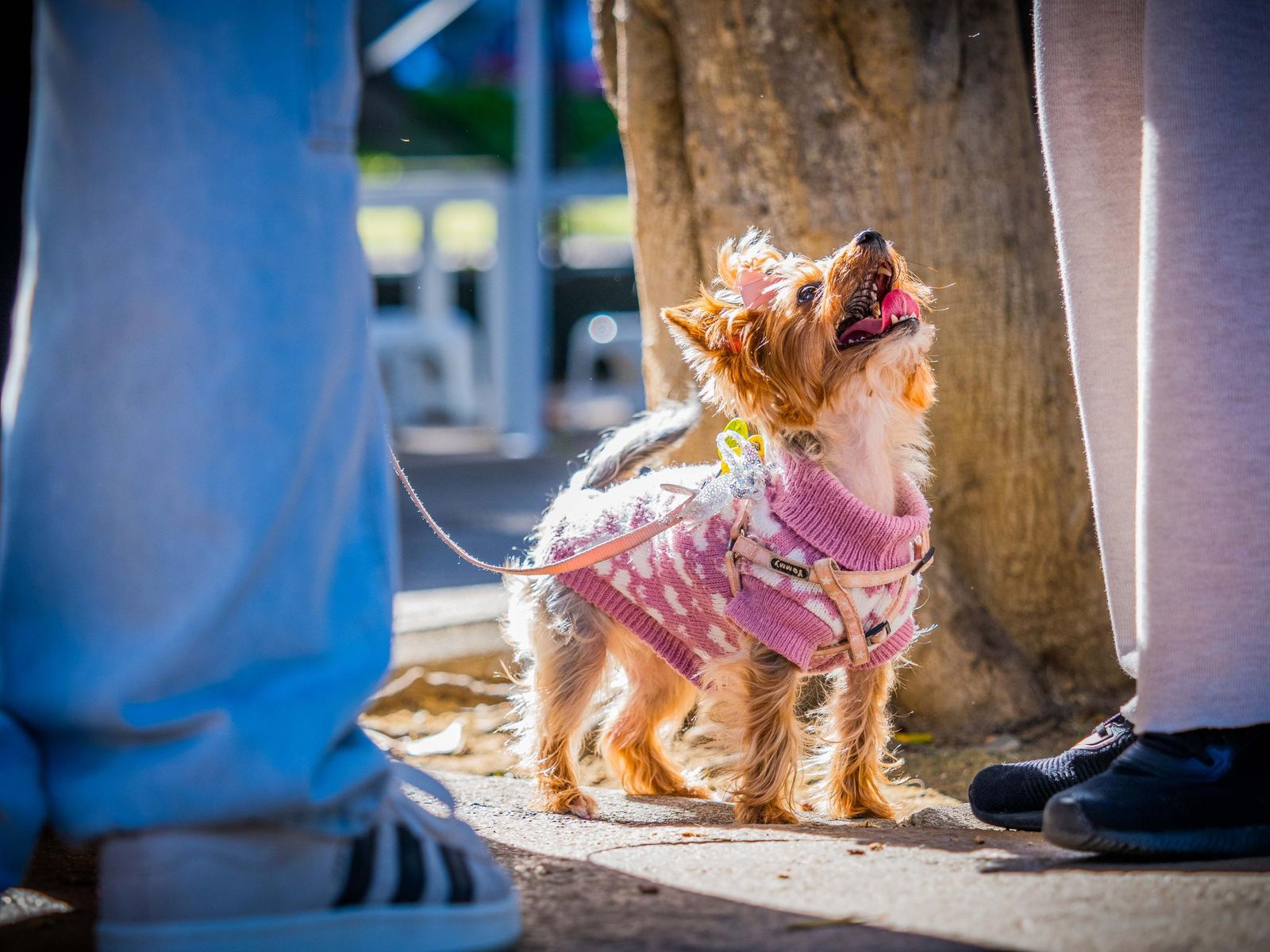 Las imágenes de San Antón 2025 en San Fernando