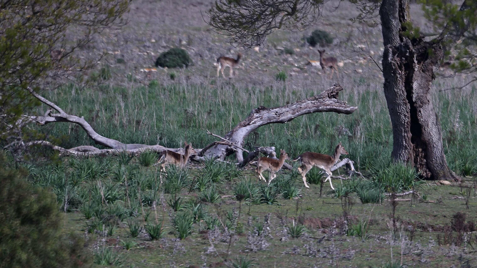 Las mejores fotos de la finca La Almoraima