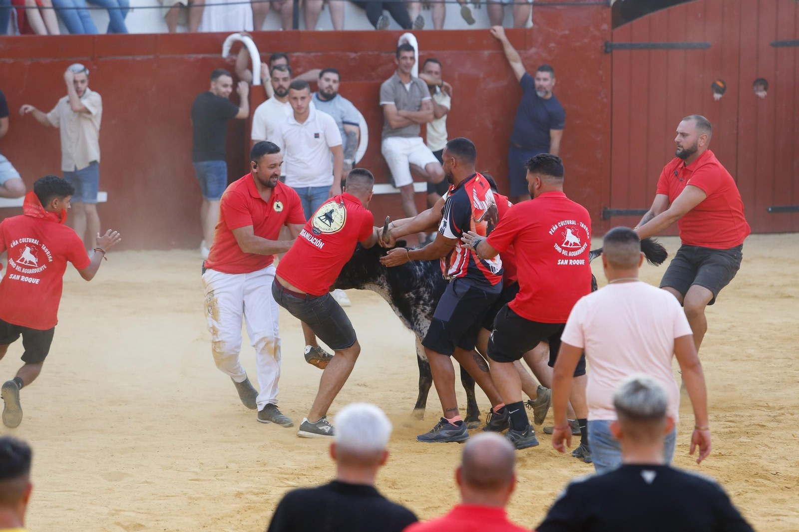 Fotos del Toro del Aguardiente en San Roque