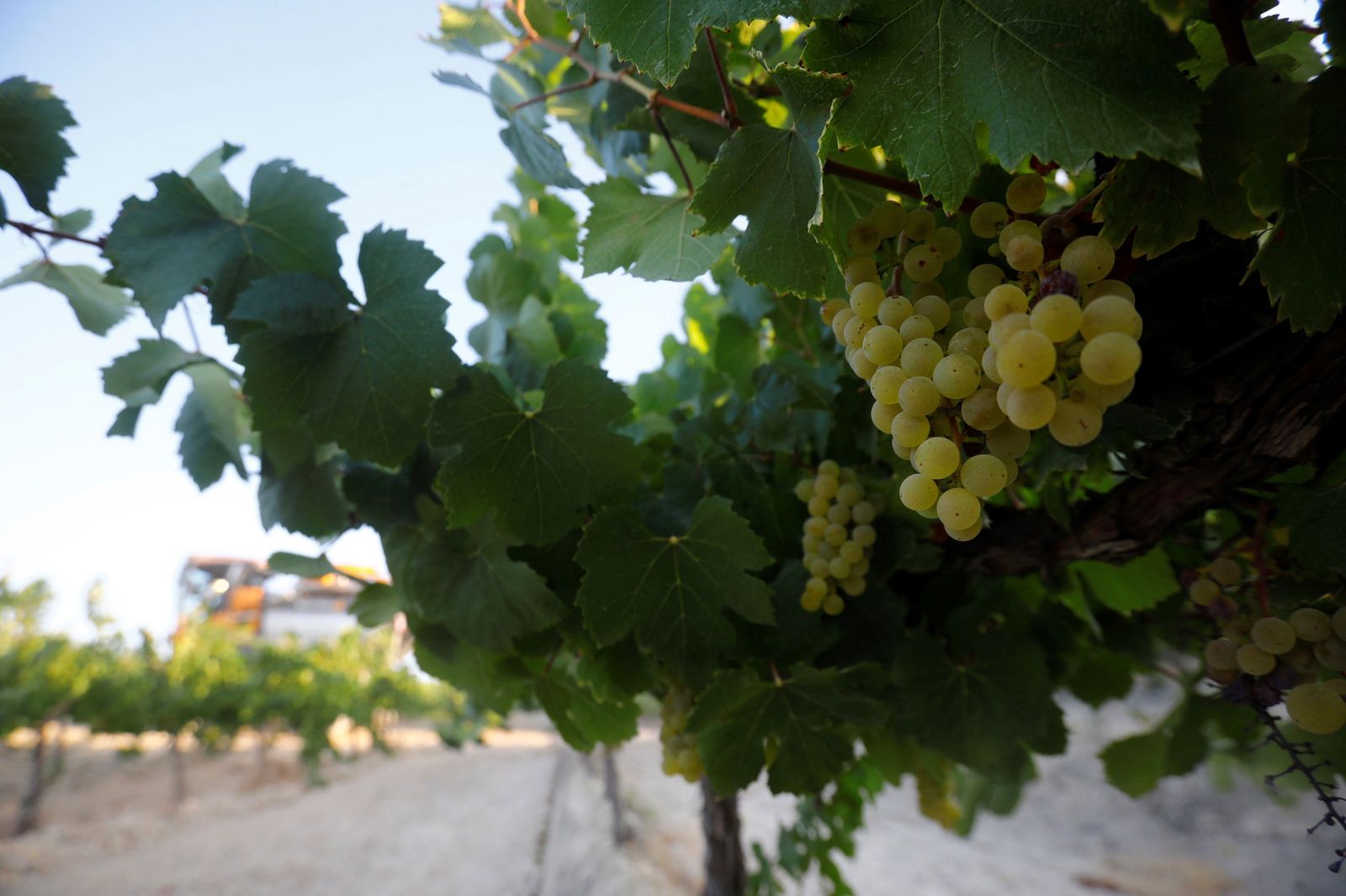 Cosecha en Montilla-Moriles.