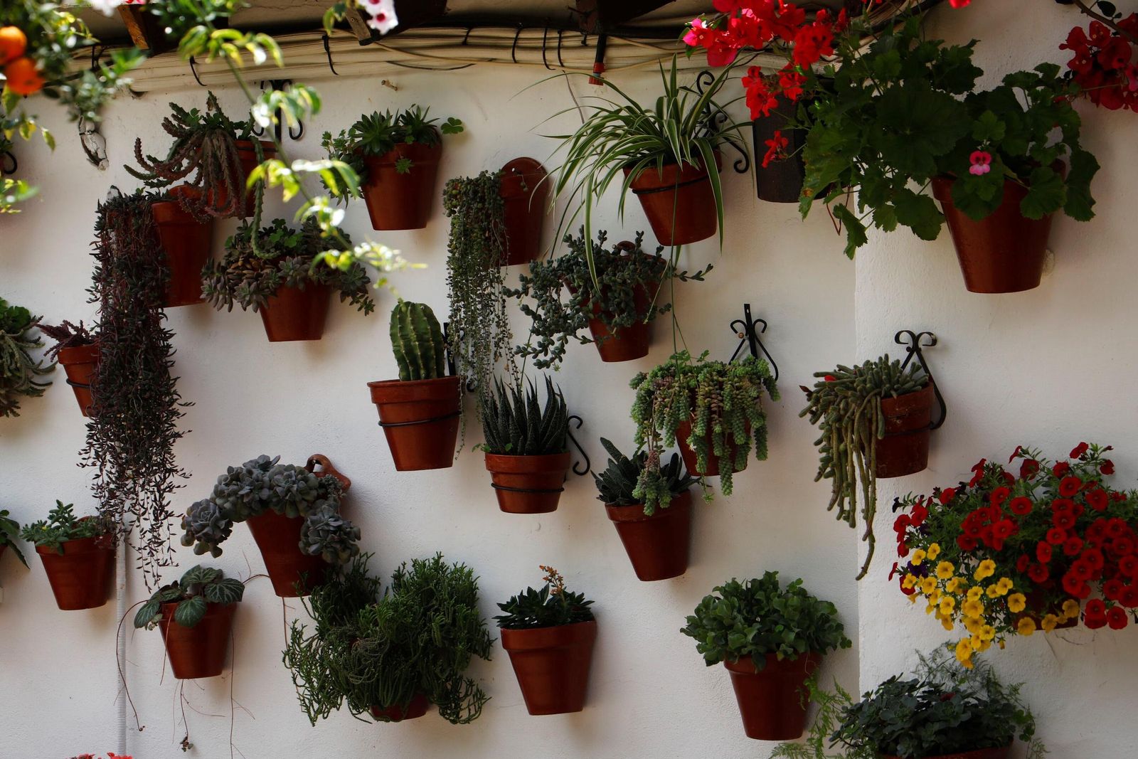 Un recorrido en imágenes por los patios de la ruta Regina-Realejo