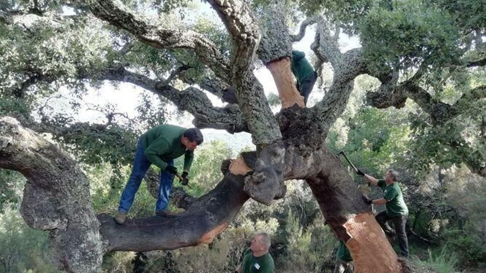 Los Montes de Propios