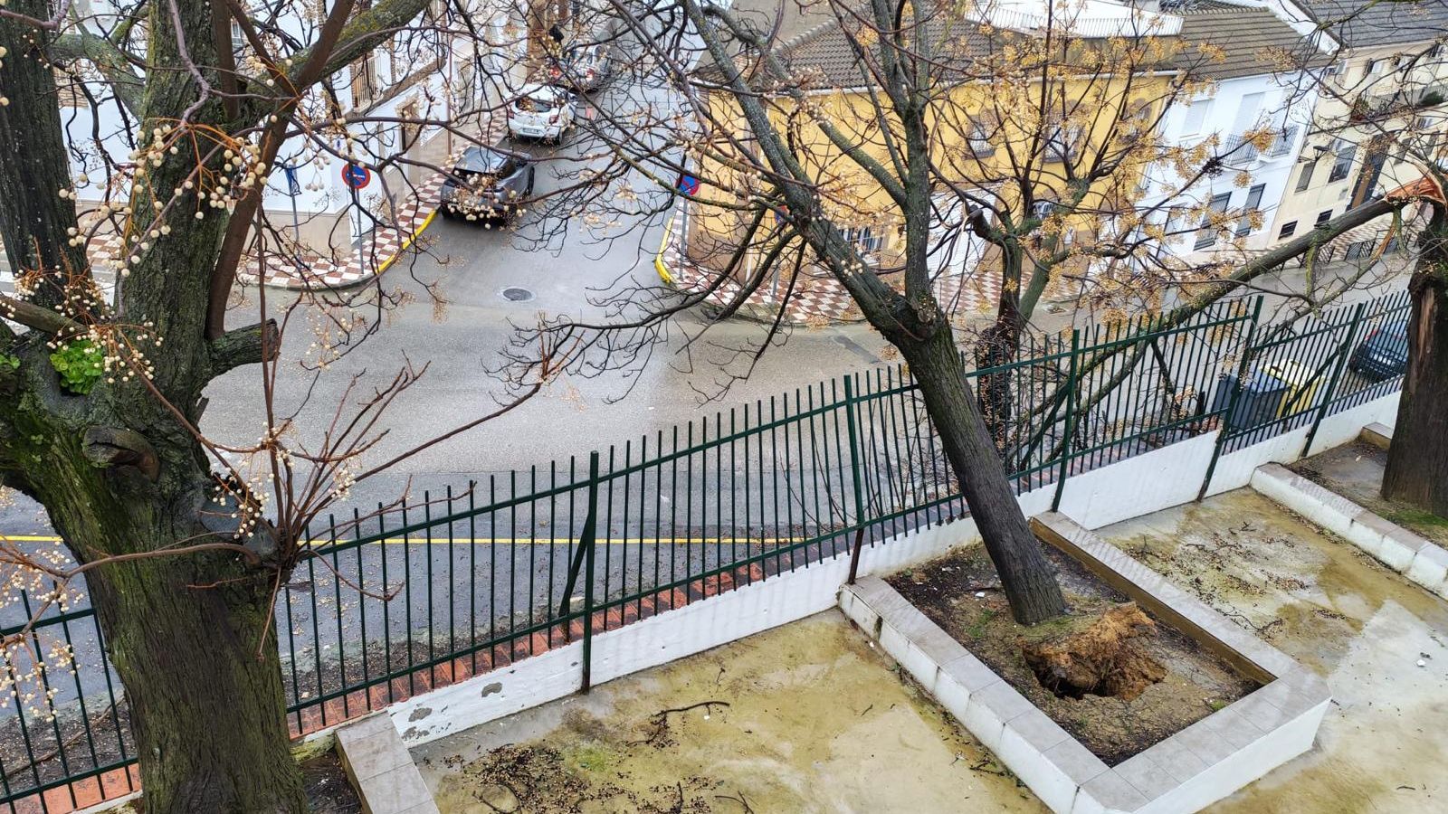 Árbol caído en el colegio Urbano Palma de Santaella.