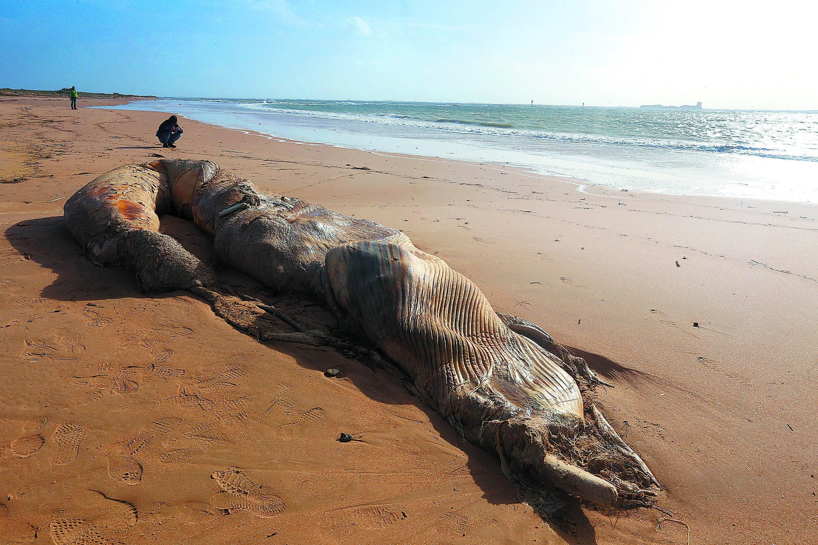 El temporal arrastra a una ballena hasta Sancti Petri