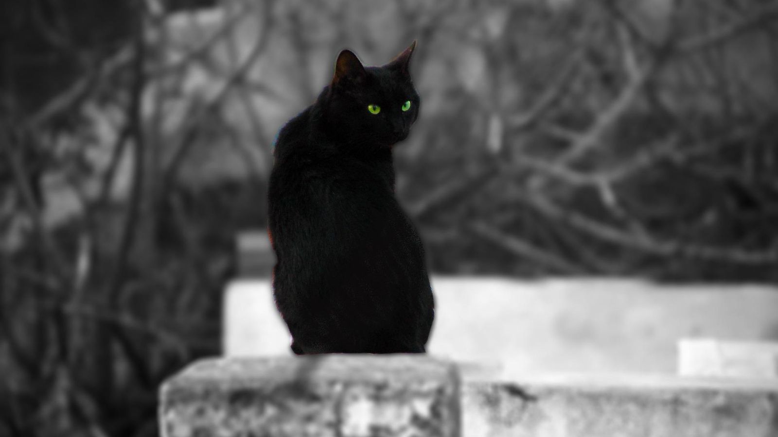 Gato negro