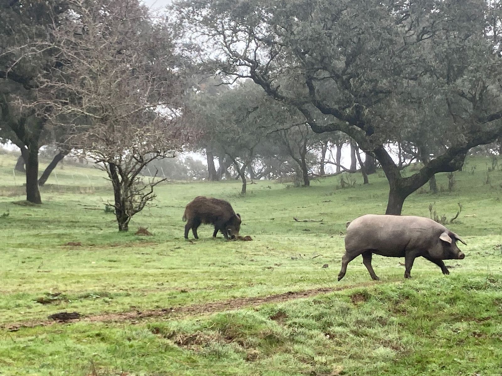 Un jabalí junto a un cerdo ibérico.