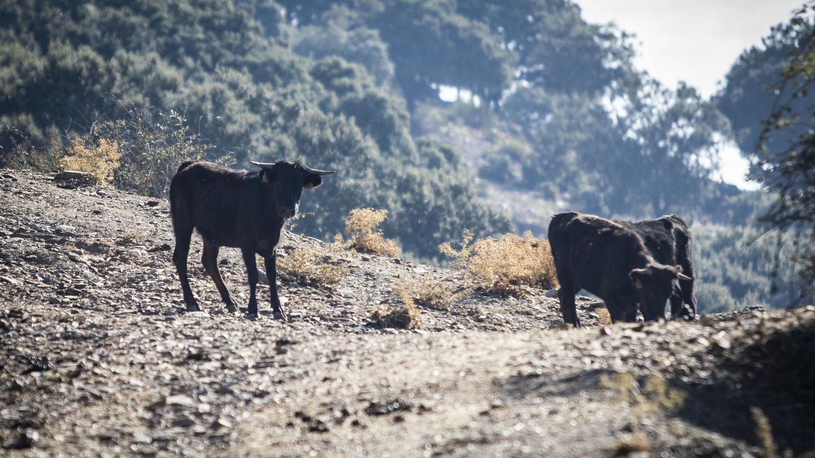 Los becerros de Rodríguez Balderas, en libertad