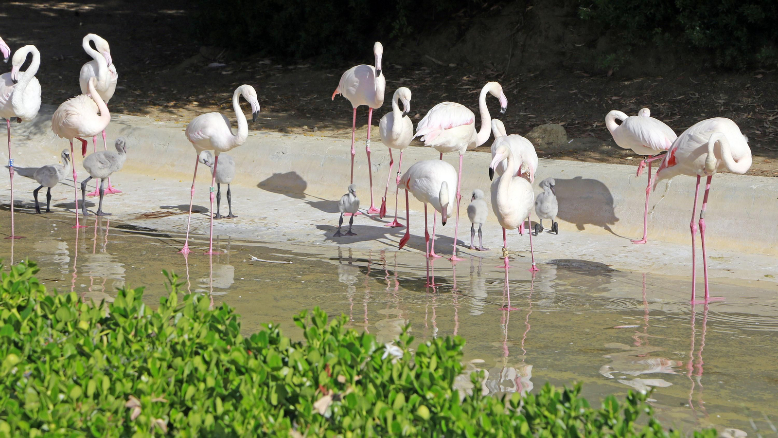 Reapertura del Zoo de Jerez