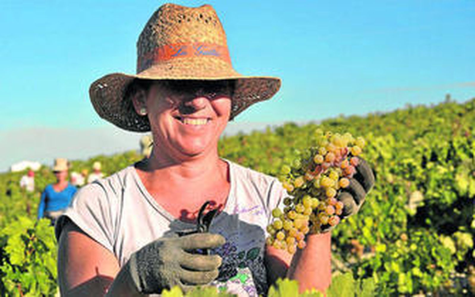 De la viña al consumidor: Un ejemplo de cadena agroalimentaria sostenible
