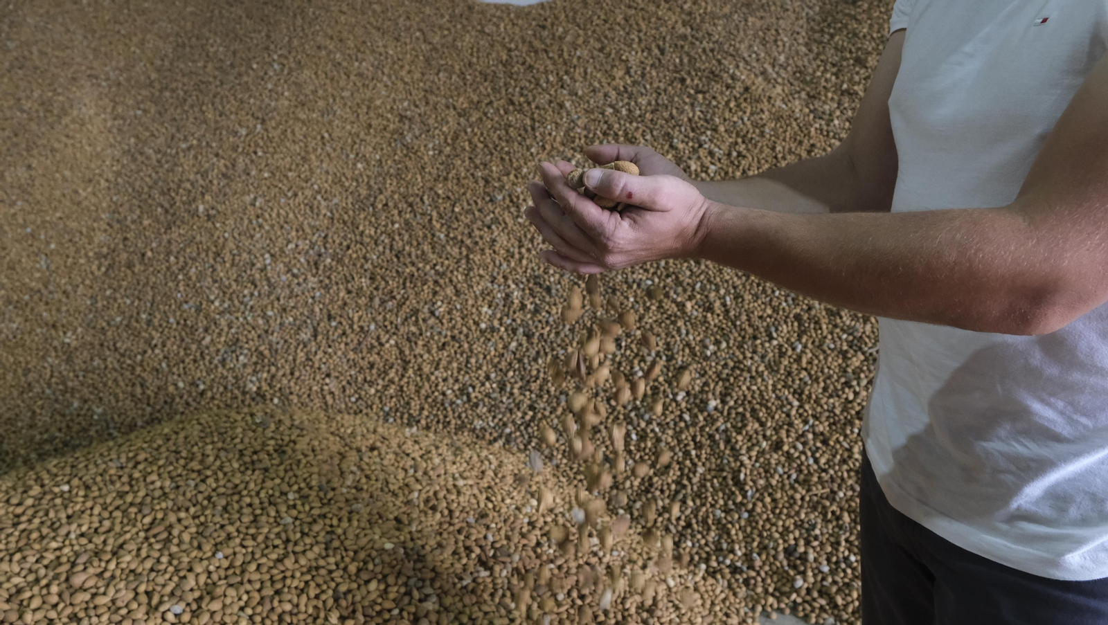 Imágenes de la almendra ecológica de Chirivel