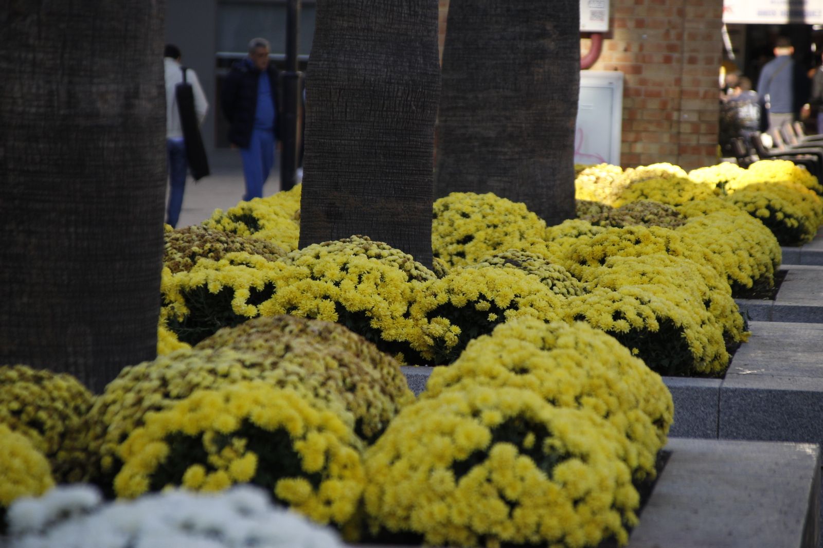 Imágenes del lunes 20 de noviembre en Huelva