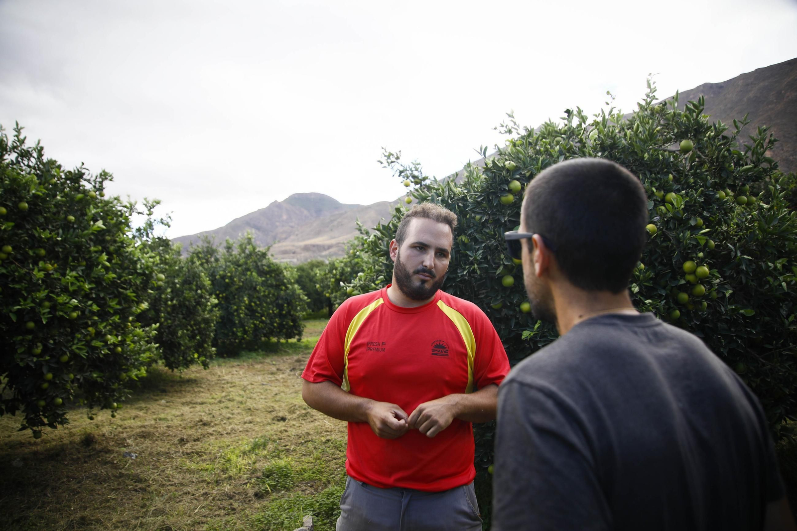 Las naranjas de Íllar, en imágenes
