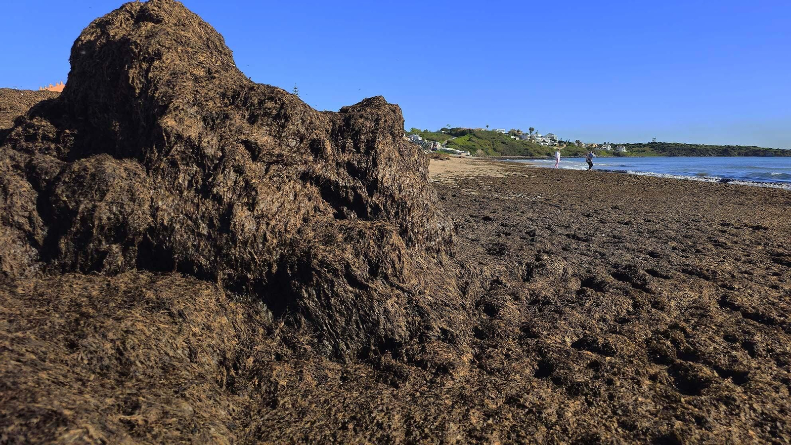 Imágenes del manto de alga parda en la playa de Getares