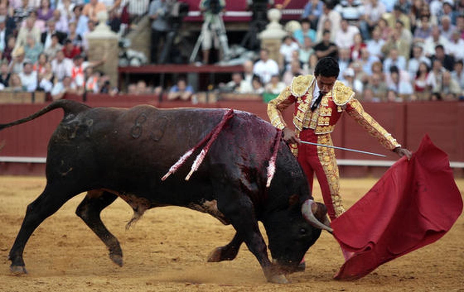 Téllez cierra la tarde en la Maestranza con un toro al que no pudo matar y fue devuelto al corral.

Foto: Juan Carlos Muñoz