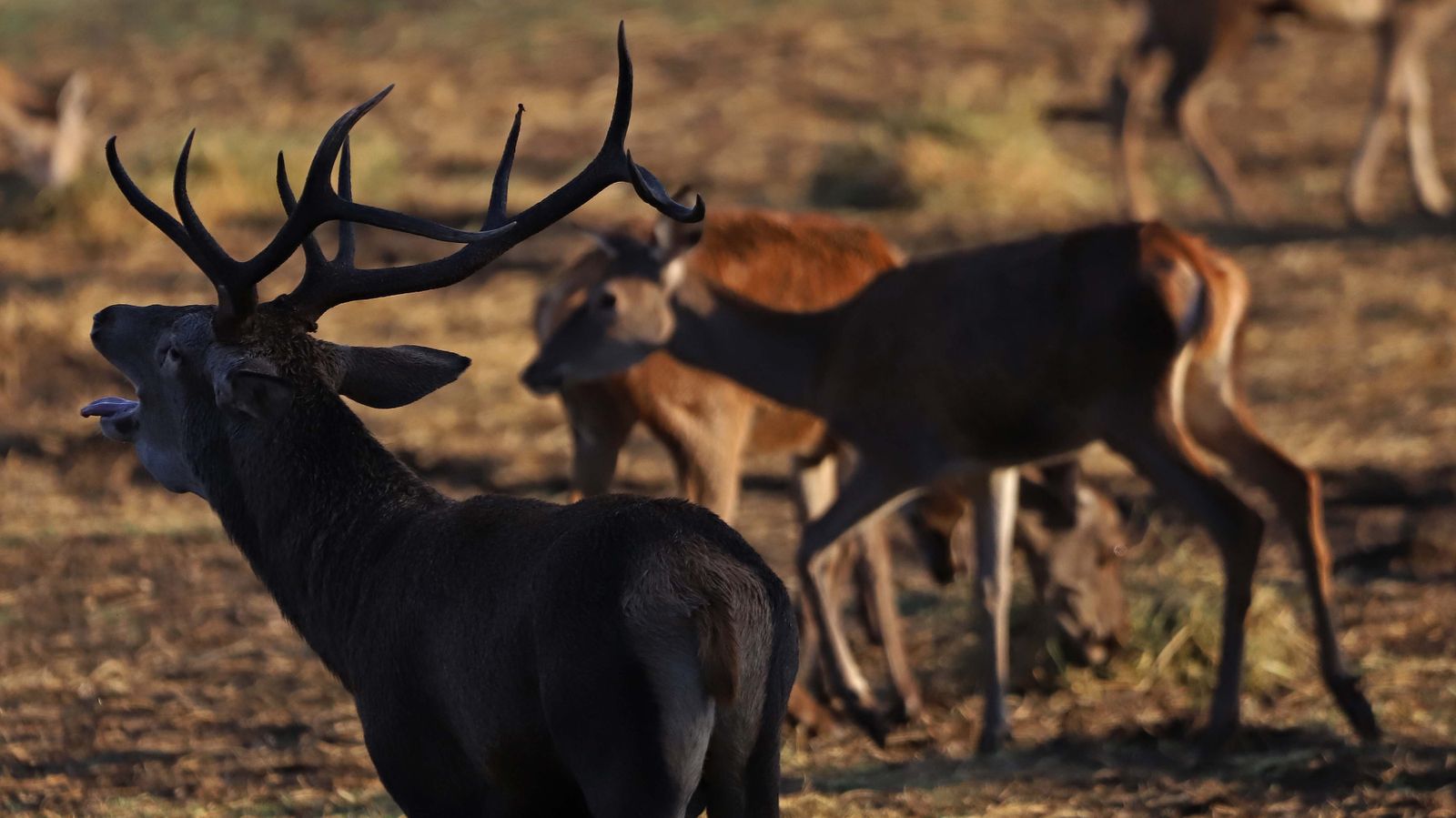 Fotos de la berrea en el Campo de Gibraltar