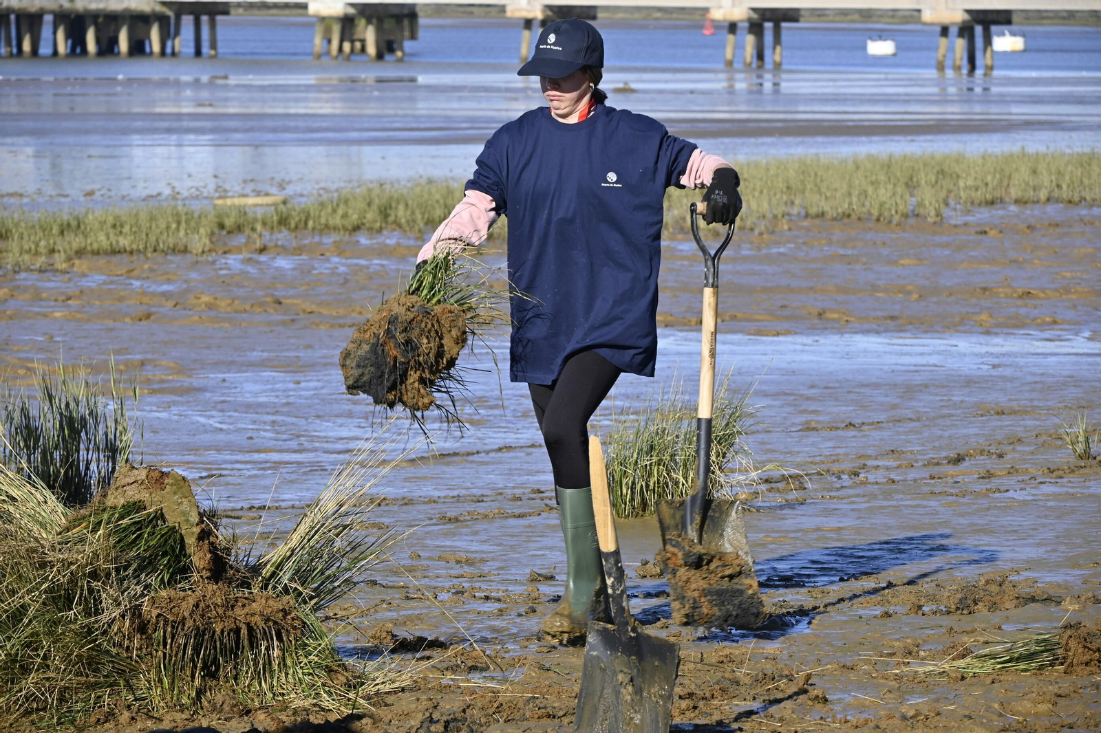 Plantación de la especie autóctona Espartina Marítima en imágenes