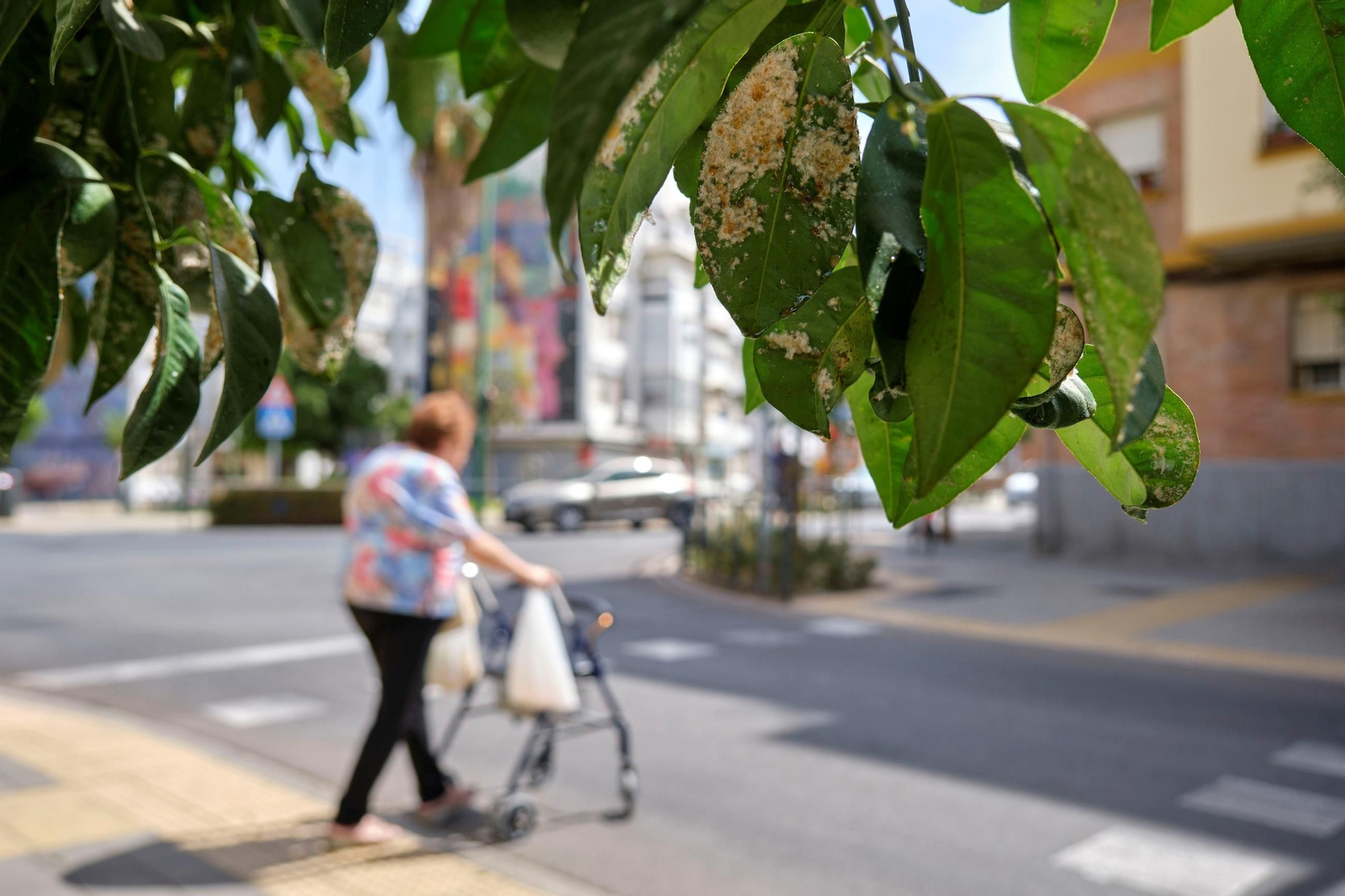 Así están los naranjos de Sevilla