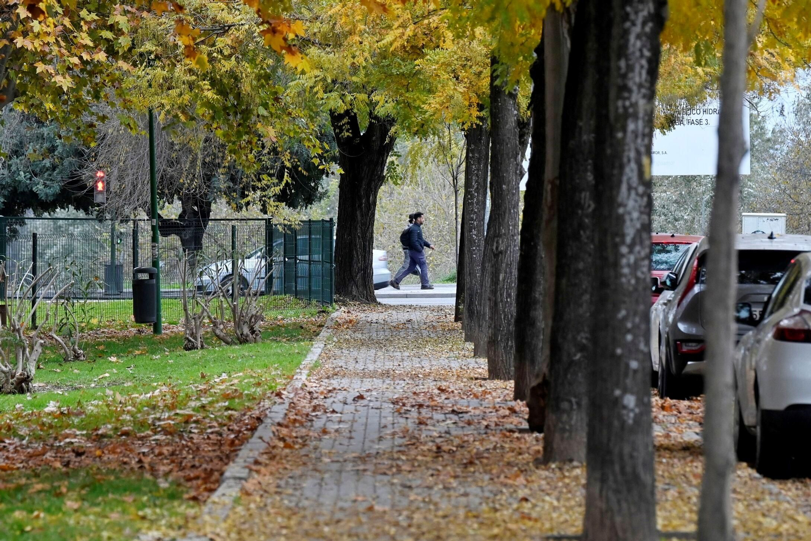 Otoño hojas caídas árboles córdoba