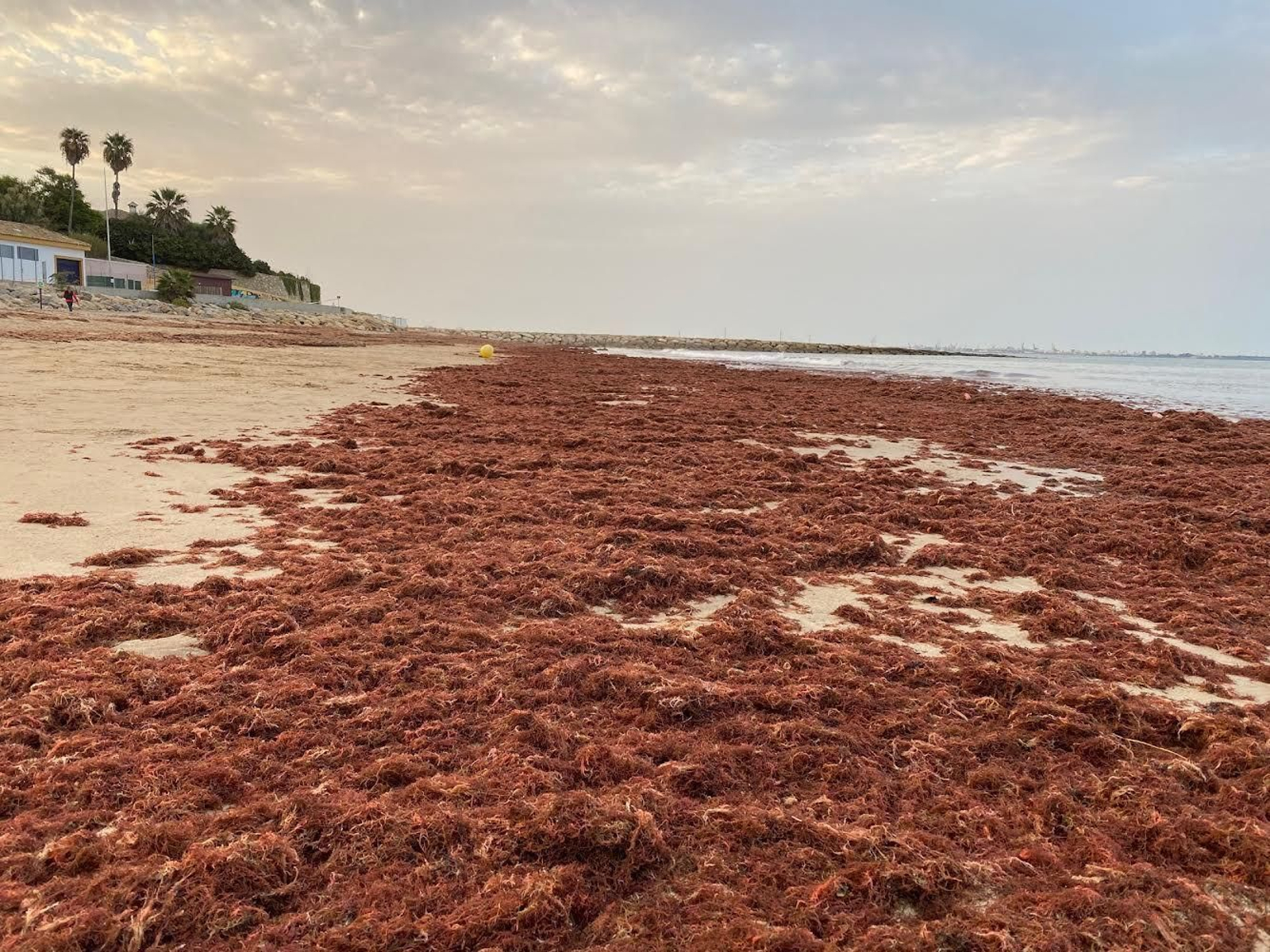 Acumulación de algas en una de las playas portuenses.