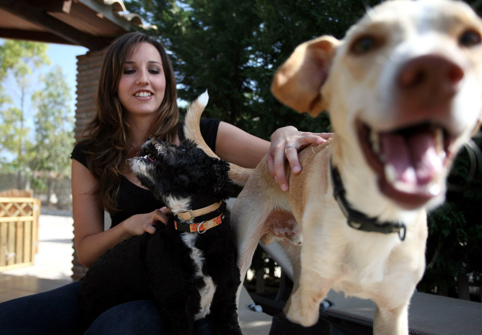 El Ayuntamiento de Zamora cobrará nueve euros por cada perro censado.