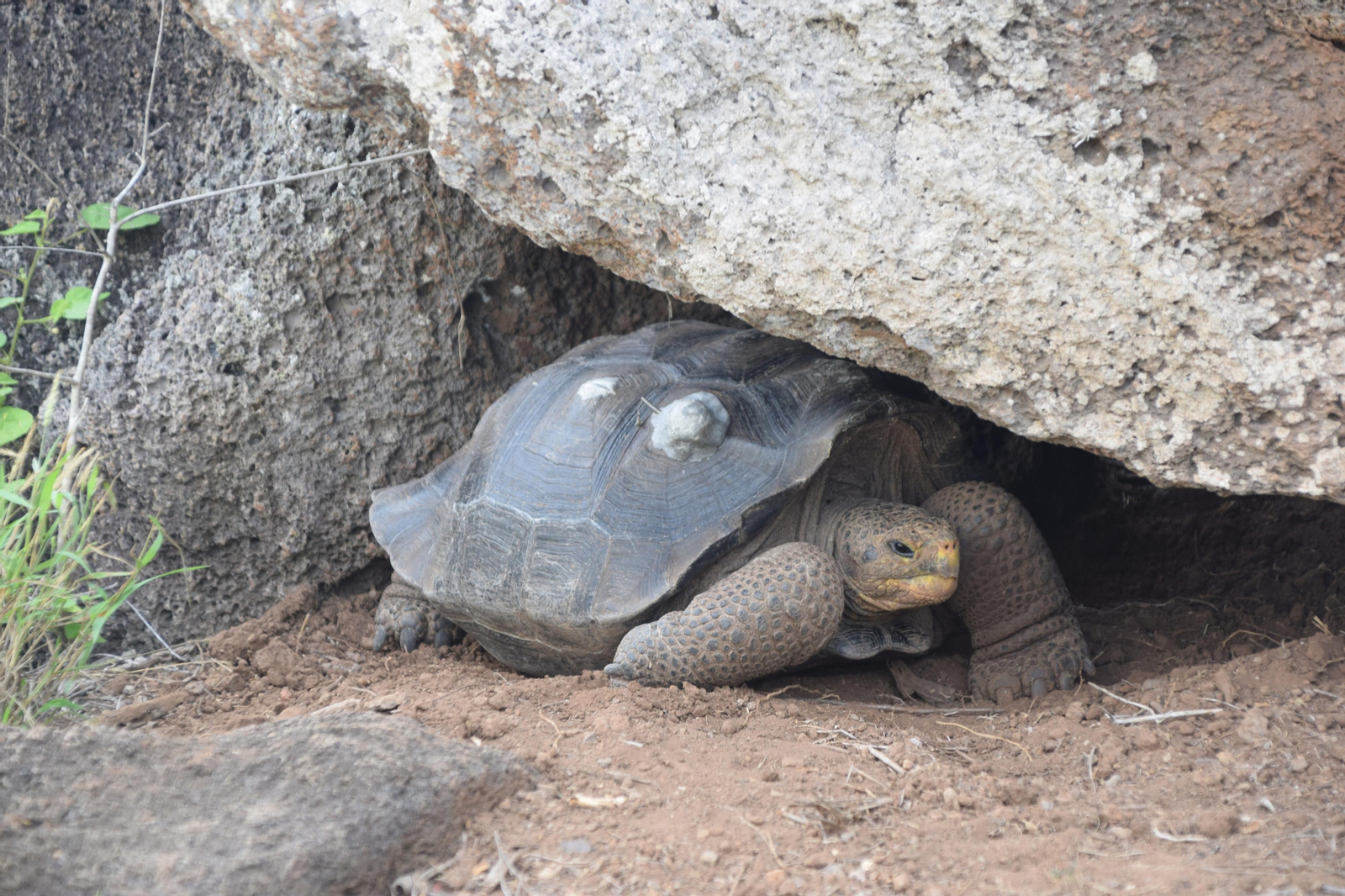 Las fotografías de Bárbara Sellés en una isla desierta para estudiar tortugas Las fotografías de Bárbara Sellés en una isla desierta para estudiar tortugas