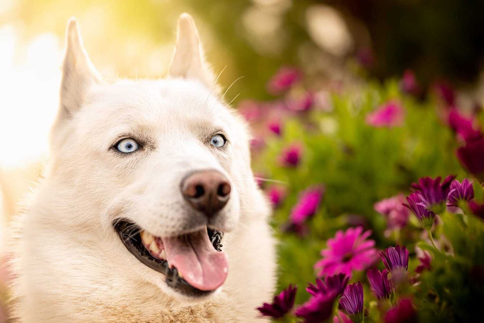 Álbum de las mascotas fotografiadas por 'El fotógrafo de mascotas'