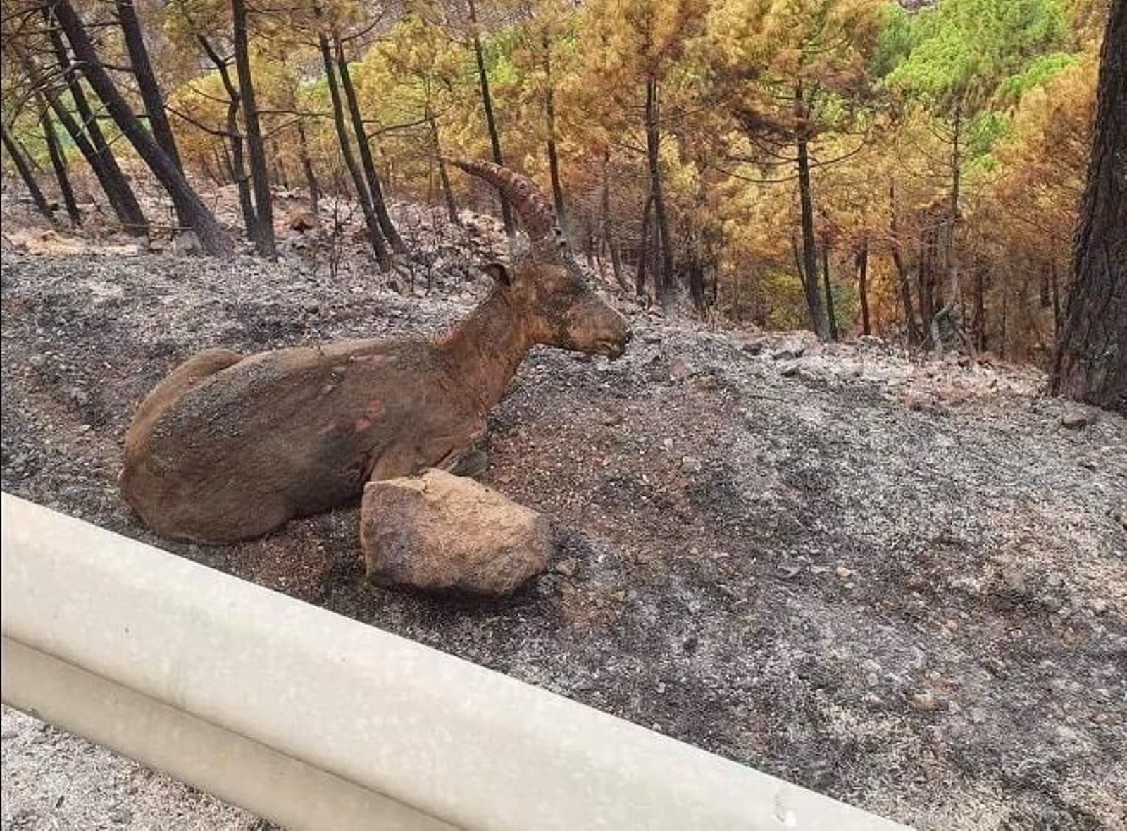 Los animales: otro de los grandes perjudicados en el incendio de Sierra Bermeja