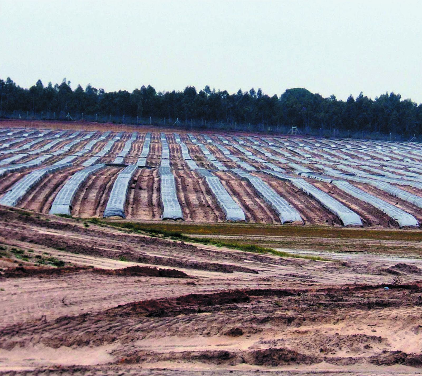 Cultivos en la finca El Avispero.