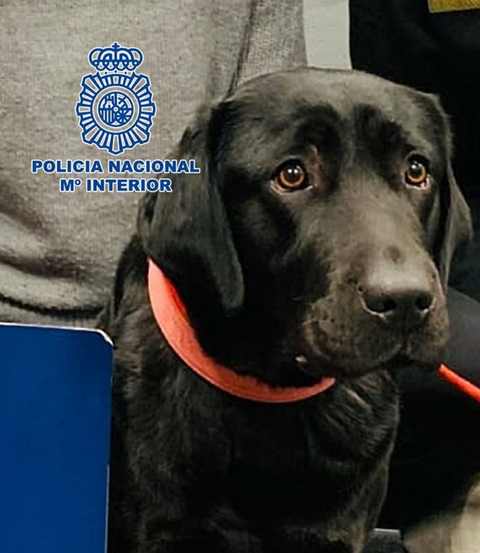 Pocahontas, la perra que supuestamente había desaparecido