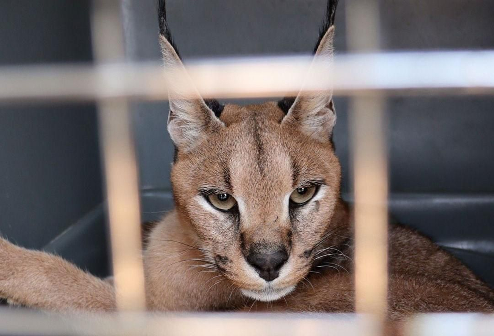 El caracal rescatado en Sanlúcar.