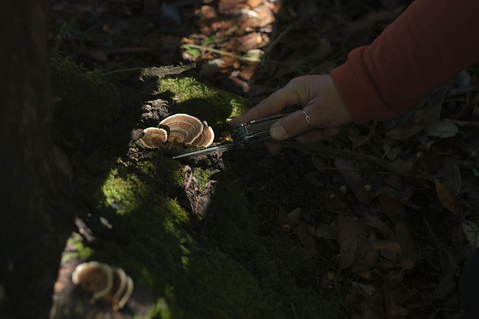 Mocología de la Serranía de Ronda, en fotos.